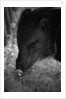 Peccary by Anonymous