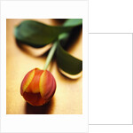 Orange Tulip by Anonymous