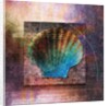 Colorful Clam Shell and Geometry by Anonymous