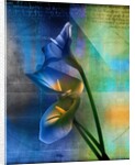 Calla Lilies and Colorful Patterns by Anonymous