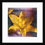 Yellow Lily and Text by Anonymous