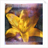 Yellow Lily and Text by Anonymous