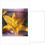 Yellow Lily and Text by Anonymous