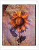 Sunflower and Text by Anonymous
