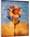 Sunflower and Sky by Anonymous