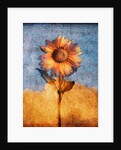 Sunflower and Sky by Anonymous