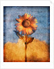 Sunflower and Sky by Anonymous