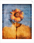 Sunflower and Sky by Anonymous