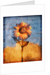 Sunflower and Sky by Anonymous