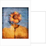 Sunflower and Sky by Anonymous
