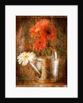 Gerbera Daisies in a Watering Can by Anonymous
