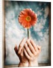 Hands Holding a Gerbera Daisy by Anonymous