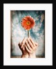 Hands Holding a Gerbera Daisy by Anonymous