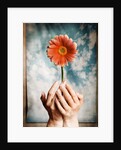 Hands Holding a Gerbera Daisy by Anonymous