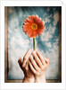 Hands Holding a Gerbera Daisy by Anonymous