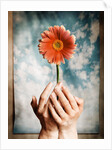 Hands Holding a Gerbera Daisy by Anonymous