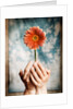 Hands Holding a Gerbera Daisy by Anonymous