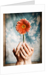 Hands Holding a Gerbera Daisy by Anonymous