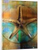 Starfish by Anonymous