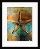 Starfish by Anonymous
