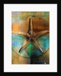 Starfish by Anonymous
