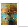Starfish by Anonymous