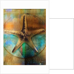 Starfish by Anonymous