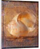 Seashell and Handwriting by Anonymous