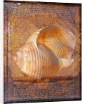Seashell and Handwriting by Anonymous