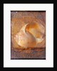 Seashell and Handwriting by Anonymous