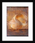Seashell and Handwriting by Anonymous