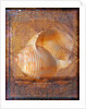 Seashell and Handwriting by Anonymous