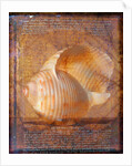 Seashell and Handwriting by Anonymous