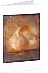 Seashell and Handwriting by Anonymous