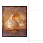Seashell and Handwriting by Anonymous