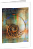 Seashell and Handwriting by Anonymous