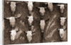 Cow Skulls Hanging on a Wall by Anonymous