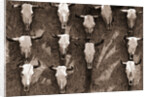 Cow Skulls Hanging on a Wall by Anonymous