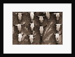 Cow Skulls Hanging on a Wall by Anonymous