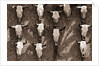 Cow Skulls Hanging on a Wall by Anonymous