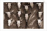 Cow Skulls Hanging on a Wall by Anonymous