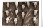 Cow Skulls Hanging on a Wall by Anonymous