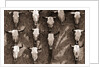 Cow Skulls Hanging on a Wall by Anonymous