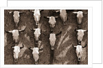Cow Skulls Hanging on a Wall by Anonymous