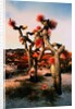 Joshua Trees in Bloom by Anonymous
