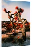 Joshua Trees in Bloom by Anonymous