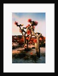 Joshua Trees in Bloom by Anonymous