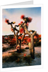 Joshua Trees in Bloom by Anonymous