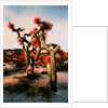 Joshua Trees in Bloom by Anonymous