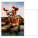 Joshua Trees in Bloom by Anonymous